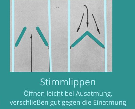 Stimmlippen schematisch