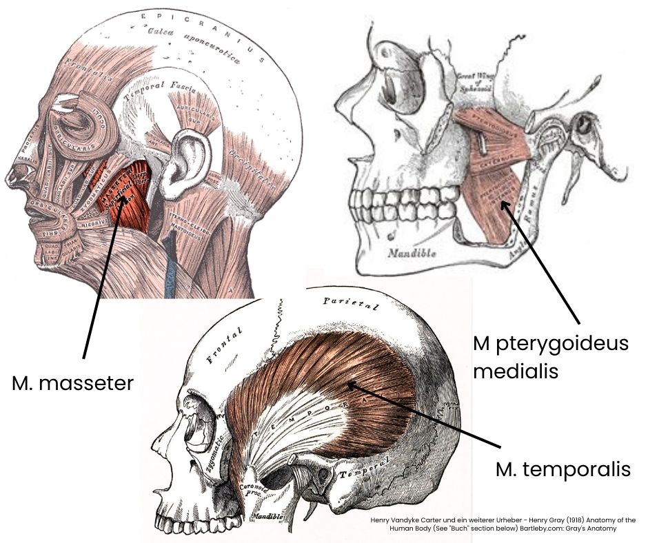Muskel für die Kieferschließung